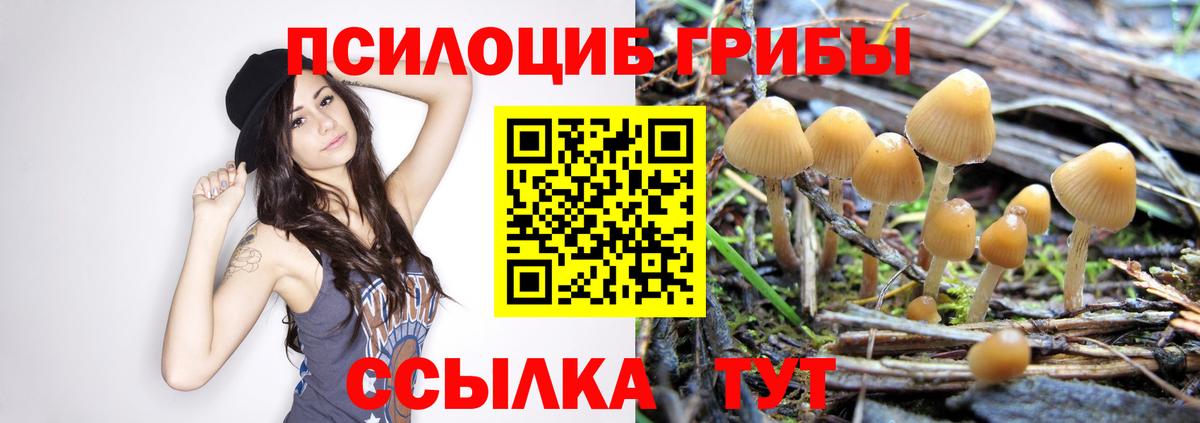 Псилоцибиновые грибы Cubensis Шарыпово